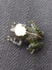 Pristimantis lutitus