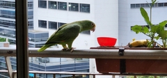 Amazona ochrocephala