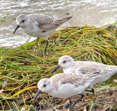 Calidris mauri
