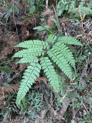 Arachniodes rhomboidea