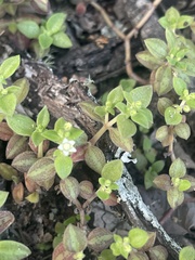 Crassula pellucida brachypetala