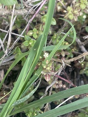 Crassula pellucida brachypetala