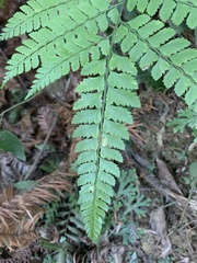 Arachniodes rhomboidea