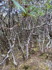 Rhododendron barbatum