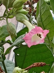 Nicotiana tabacum