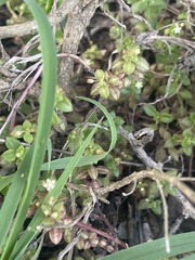 Crassula pellucida brachypetala