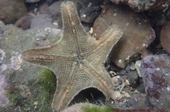 Aquilonastra coronata