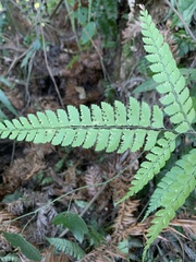 Arachniodes rhomboidea