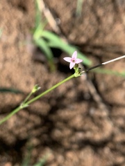Cordylostigma virgatum