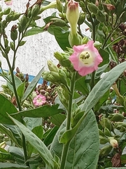 Nicotiana tabacum
