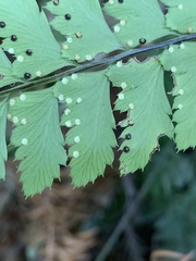 Arachniodes rhomboidea