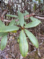 Rhododendron barbatum