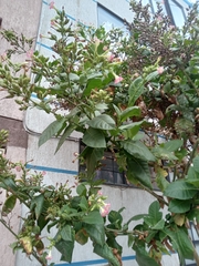 Nicotiana tabacum