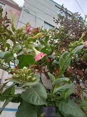 Nicotiana tabacum
