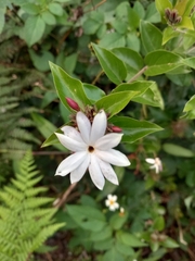Jasminum nervosum