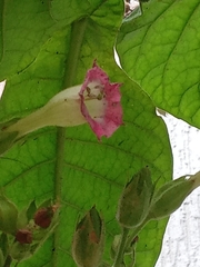 Nicotiana tabacum