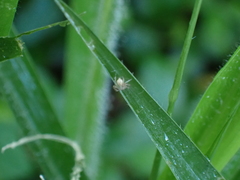 Oxyopes salticus