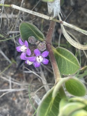 Raphionacme hirsuta