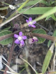 Raphionacme hirsuta