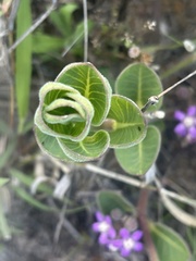 Raphionacme hirsuta