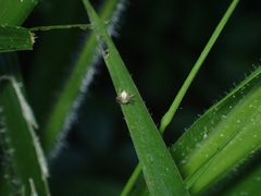 Oxyopes salticus