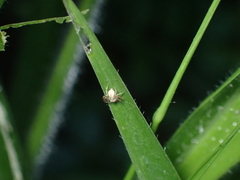 Oxyopes salticus