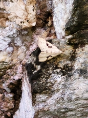 Herminodes concatenalis