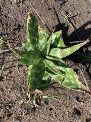 Aloe greatheadii