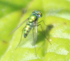 Condylostylus armipes