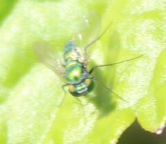 Condylostylus armipes
