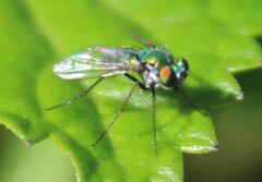 Condylostylus armipes