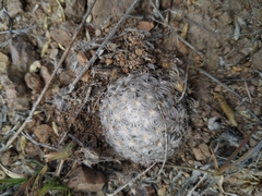 Mammillaria duwei