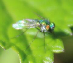 Condylostylus armipes