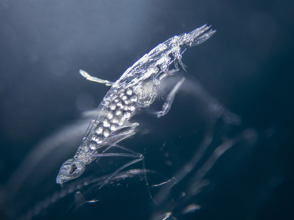 Glossocephalus