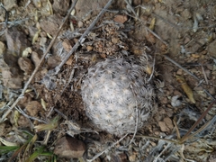Mammillaria duwei