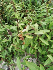 Litsea glaucescens