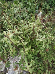 Litsea glaucescens