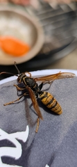 Polistes rothneyi