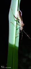 Riptortus linearis