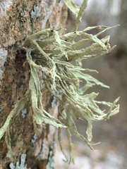Ramalina fraxinea