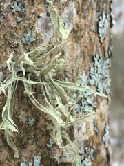 Ramalina fraxinea