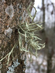 Ramalina fraxinea