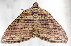 Anticlea multiferata