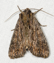 Apamea cariosa