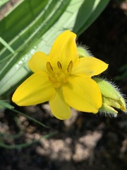 Hypoxis hemerocallidea