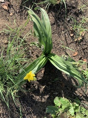 Hypoxis hemerocallidea