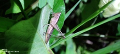 Conocephalus maculatus