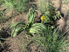 Hypoxis hemerocallidea