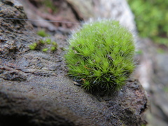 Campylopus introflexus