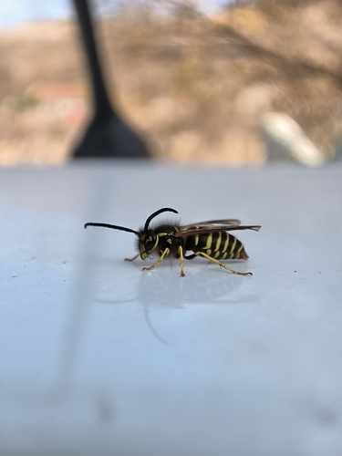 Common Asian Yellowjacket